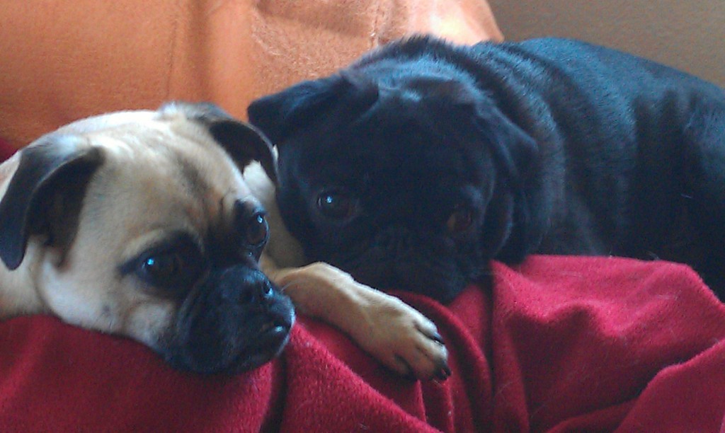 MOMO  - on Tour mit Kastenwagen und Vierbeiner